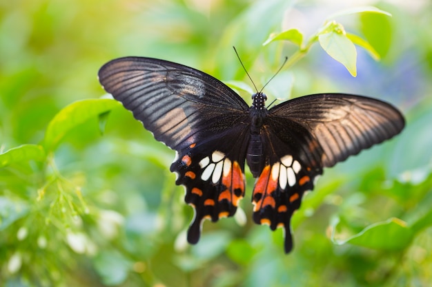 Borboleta preta em verde