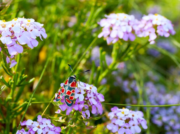 Borboleta preta-vermelha em flor rosa de verão (close-up)