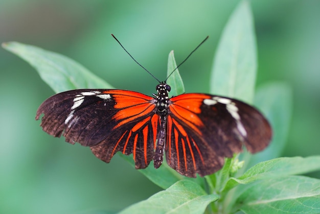 borboleta preta vermelha