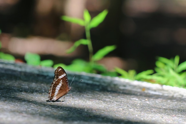 Borboleta preto e branco bonita que relaxa na passagem no parque.