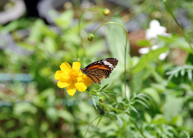 borboleta procurando néctar na flor de calêndula