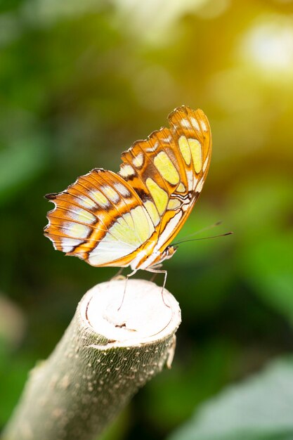 Borboleta rabo de andorinha, closeup de machaon papilio com fundo verde