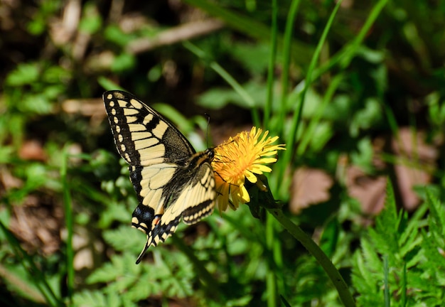 Borboleta rabo de andorinhapapilio machaon na flor dente-de-leão manhã ensolarada de verão região de moscou