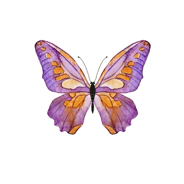 Gravata Borboleta Aquarela Roxa PNG , Aquarela, Fita, Arco PNG