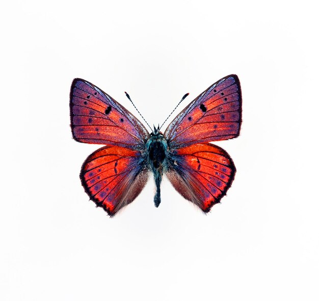 Borboleta roxa isolada no branco. Macro Lycaena alciphron close-up, borboletas de coleção, decoração