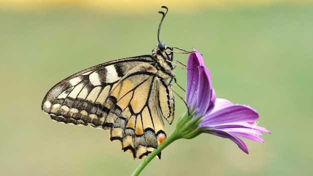 Borboleta senta-se em uma flor rosa em um prado.