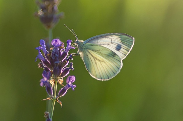 Borboleta sentada em cima de uma flor roxa perto de um arbusto