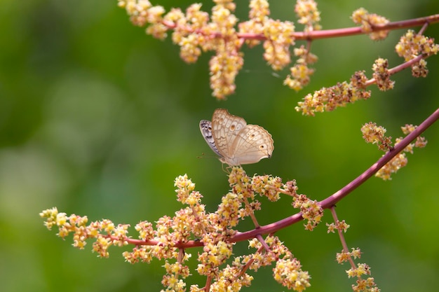 Borboleta sentada em flores de manga