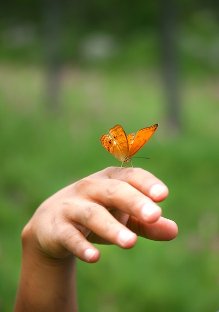 Borboleta sentado por lado