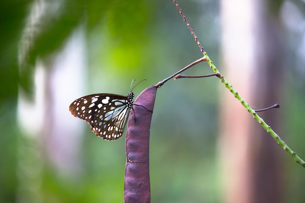 Borboleta serralha de pintas azuis ou danainae ou borboleta leiteira alimentando-se das flores