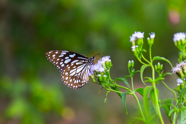 Borboleta serralha de pintas azuis ou danainae ou borboleta leiteira descansando nas plantas
