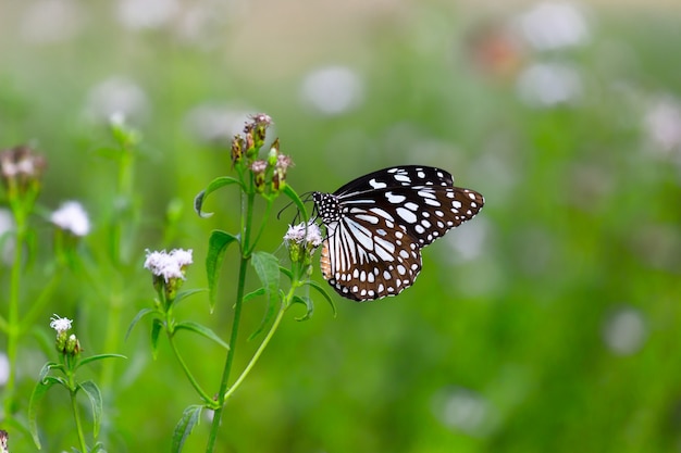 Borboleta serralha de pintas azuis ou danainae ou serralha alimentando-se das flores