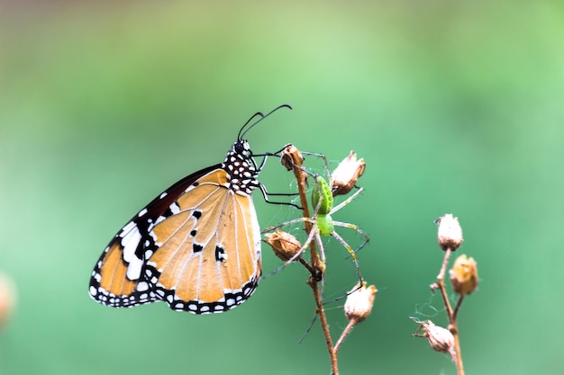 Borboleta simples Tiger Danaus chrysippus na planta com um belo fundo desfocado suave