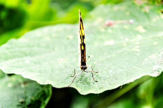 Borboleta Siproeta Stelenes (Borboleta Malaquita), lepidóptero. Verde camuflado.