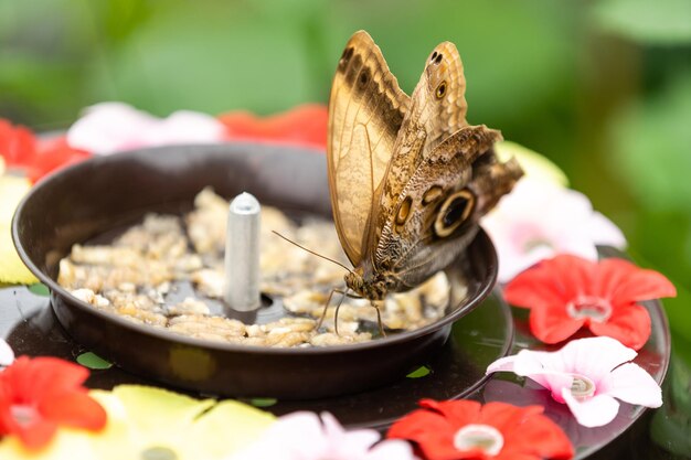 Borboleta subindo no alimentador em uma estufa