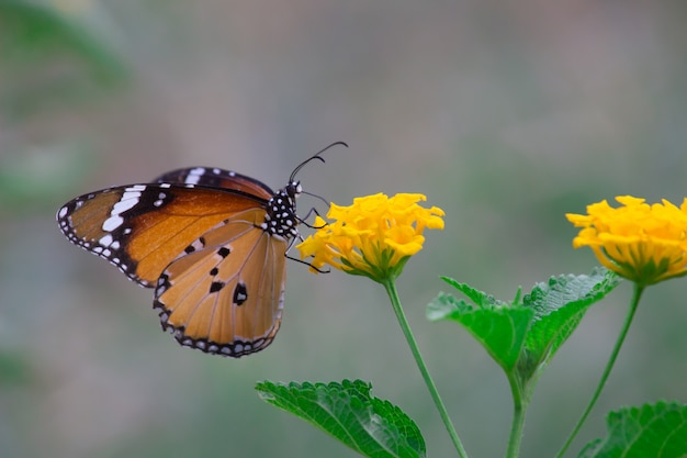 Borboleta tigre na planta de flor