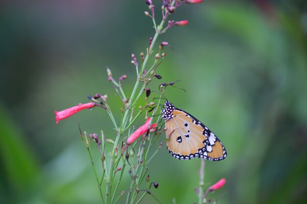 Borboleta tigre na planta de flor