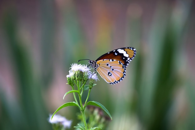 Borboleta tigre na planta de flor