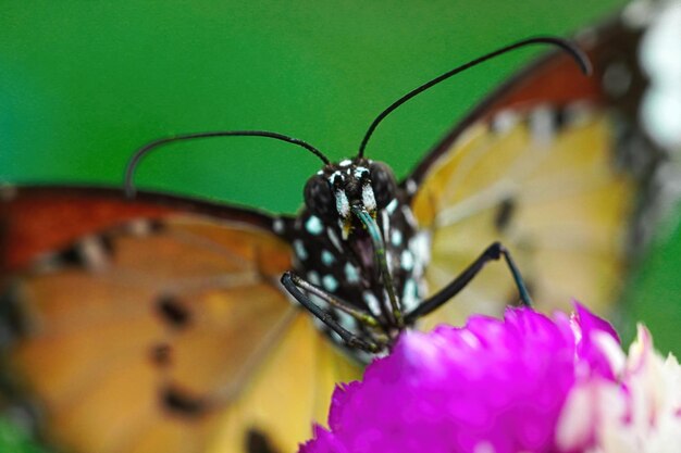 borboleta tigre simples close-up macro photo premium
