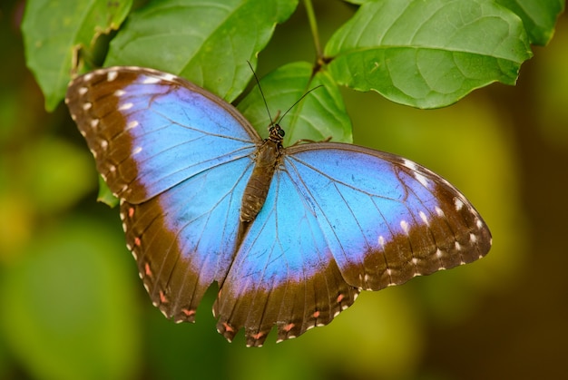 Foto borboleta tropical azul em uma folha