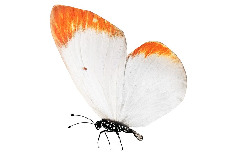 Foto borboleta tropical branca isolada no fundo branco