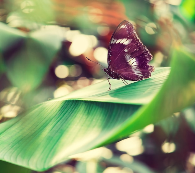 Borboleta tropical está sentada em uma grande folha verde exótica. fotografia macro. ainda vida. ásia do sul, tailândia.