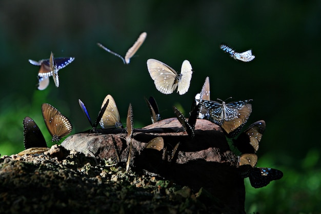 Borboleta tropical na floresta da selva