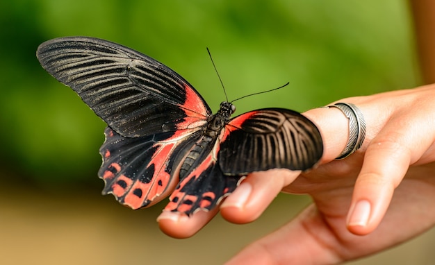 borboleta tropical na mão das meninas