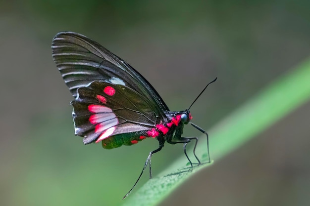 Borboleta tropical nobre vermelha preta sobre fundo verde da natureza Brasil