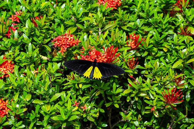 Borboleta tropical troides helena poliniza flores no jardim.