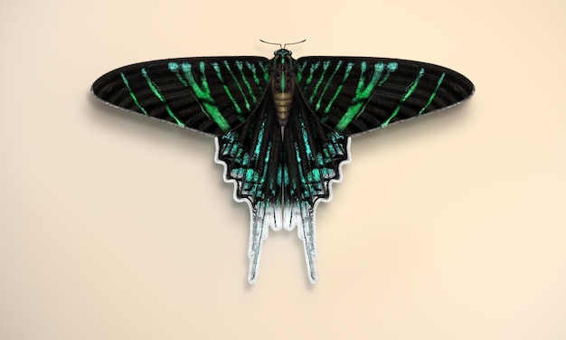 Borboleta Urania leilus. Ilustração realista da Fulgens Urania Moth, com verde esmeralda