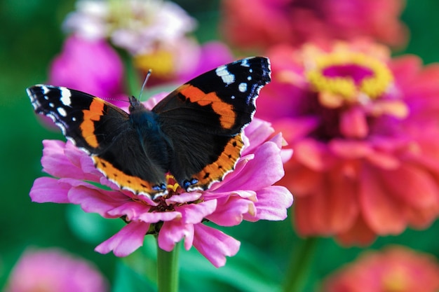 Borboleta Vanessa atalanta em flor rosa de zínia de jardim