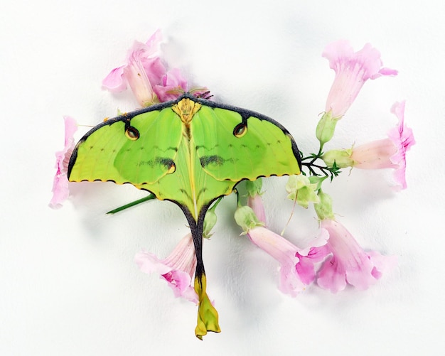 Borboleta verde de uma forma incomum Saturnia mariposa cometa Argema mimosae em flores rosa em branco