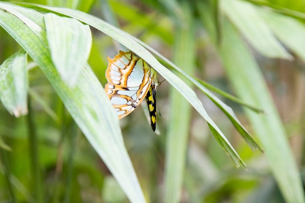 Borboleta verde no jardim Ordem dos insetos com reversão completa