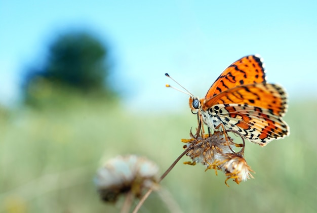 Borboleta vermelha brilhante em um prado