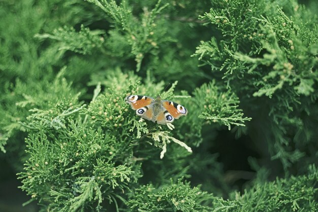 Borboleta vermelha em uma floresta