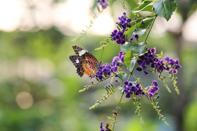 Borboleta voar na natureza matinal