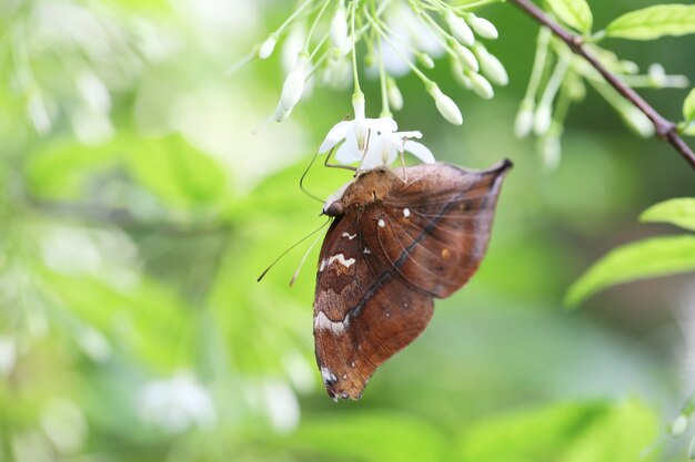 Borboleta voar na natureza matinal