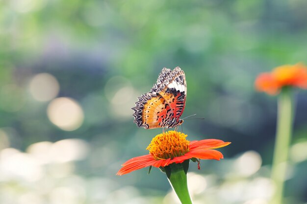 Foto borboleta voar na natureza matinal