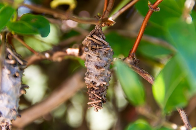 Borboleta worm pupa oiketicus kirbyi no verão