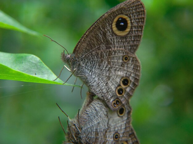 Borboleta Ypthima huebneri em reprodução