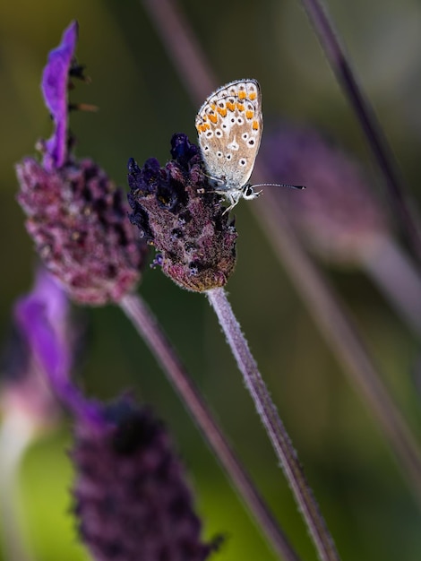 Borboleta