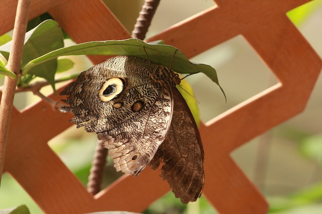 Foto borboleta