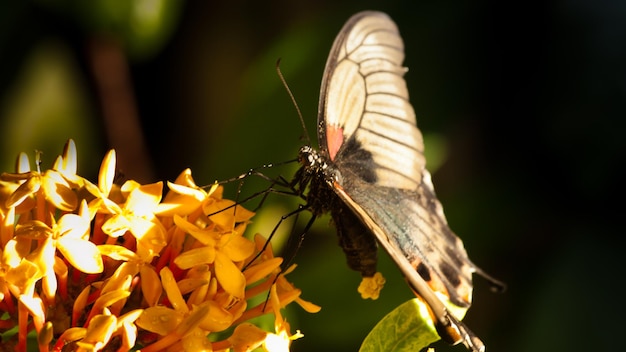 Borboleta