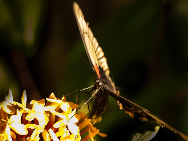 Borboleta