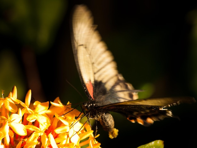 Borboleta