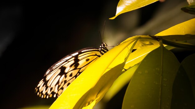 Borboleta