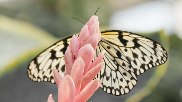 Borboleta