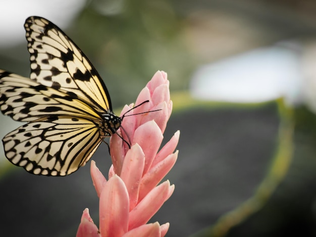 Borboleta