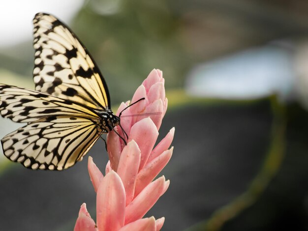 Borboleta